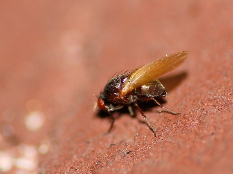 Calliopum sp. (Lauxaniidae).
